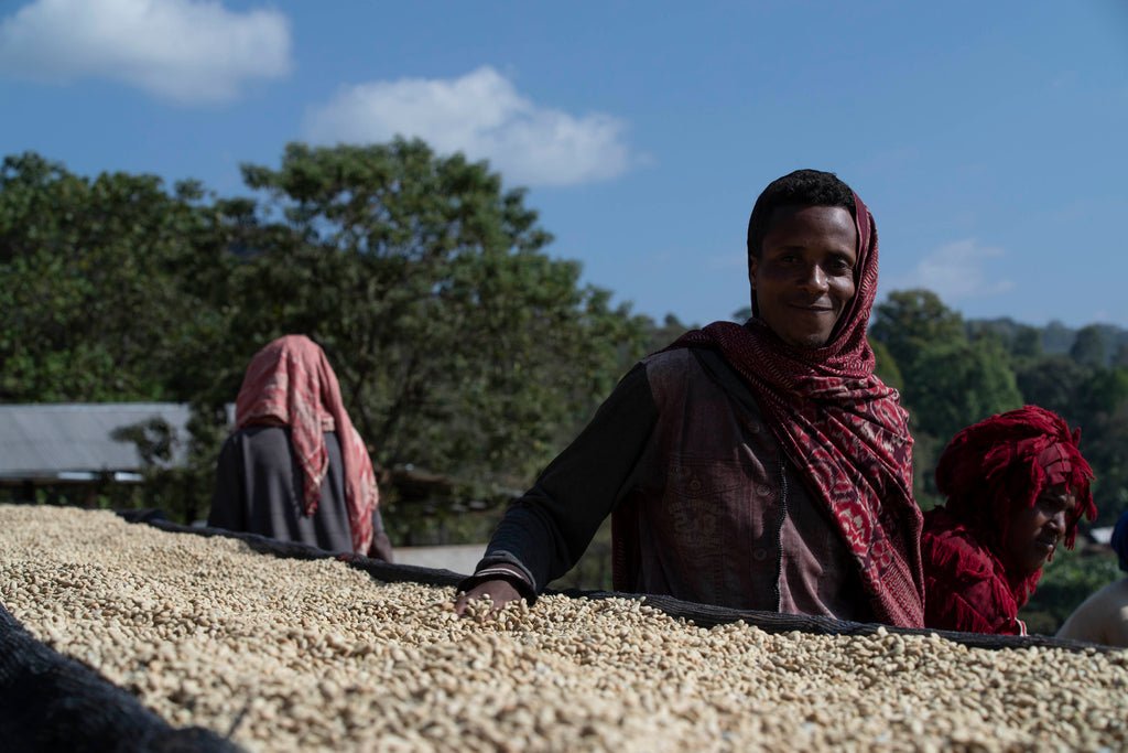 Ethiopia | Nensebo Riripa - Mayfly Coffee