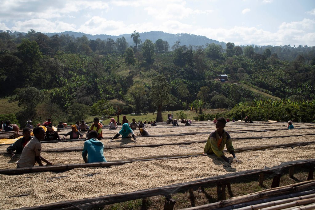 Ethiopia | Nensebo Riripa - Mayfly Coffee