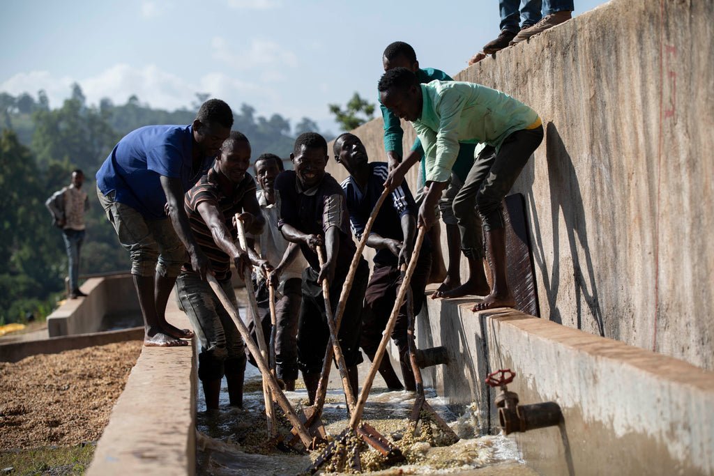 Ethiopia | Nensebo Riripa - Mayfly Coffee